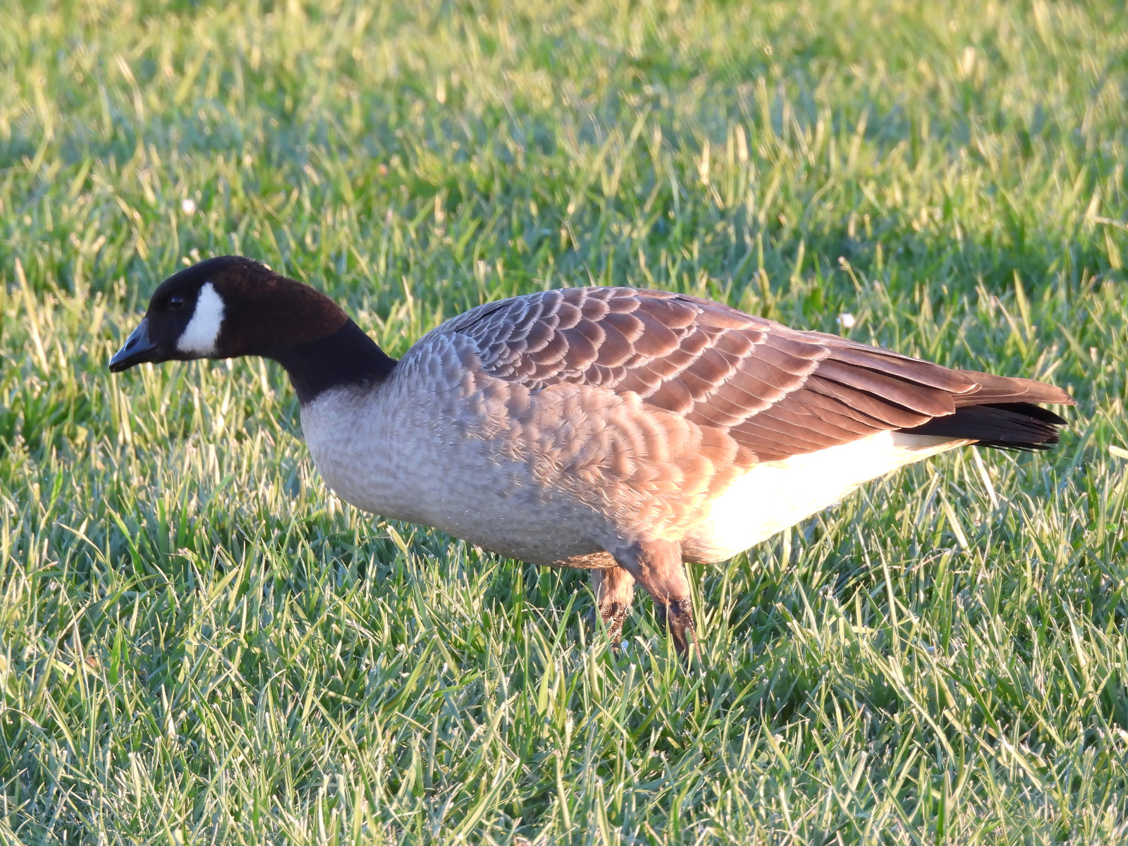 image Cackling Goose